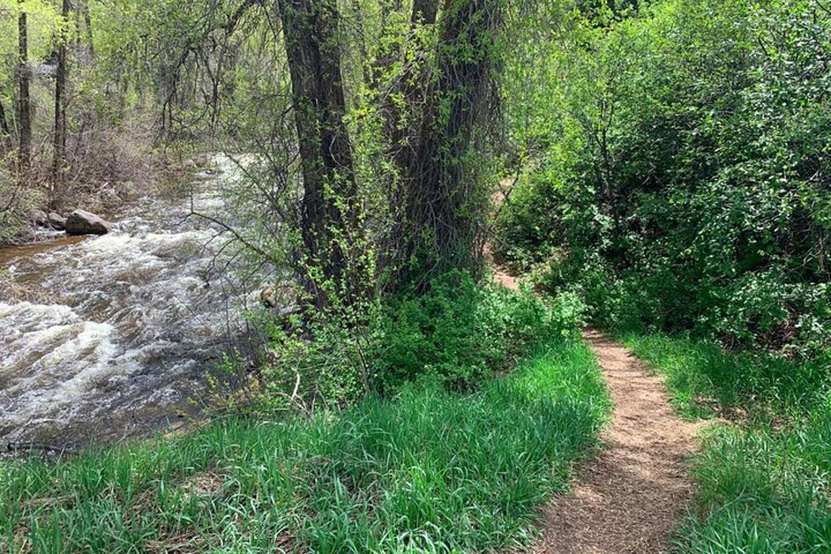 a tree on a dirt path next to a river