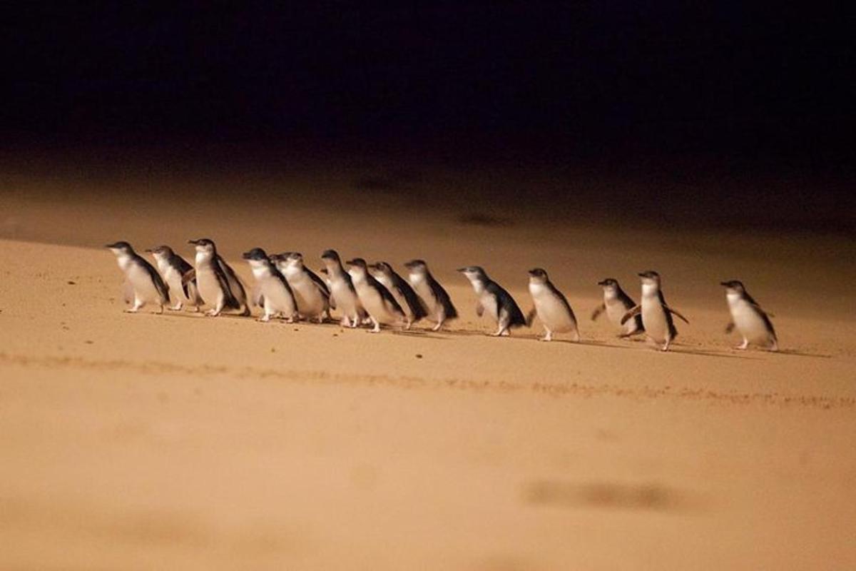 a group of birds standing on the sand