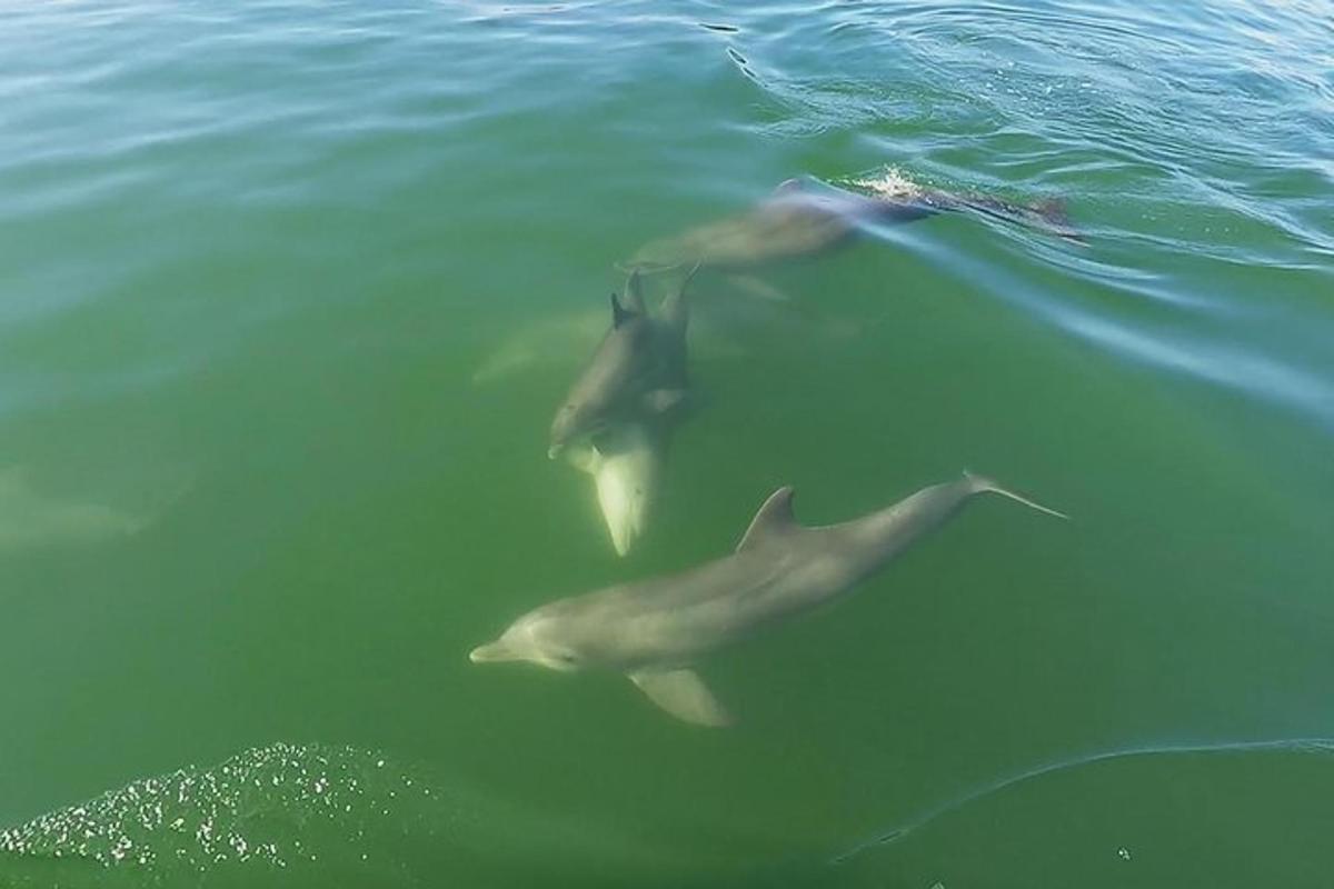 egy csoport delfin úszik a vízben
