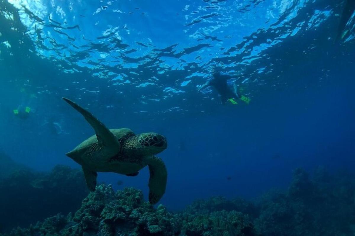 zelená mořská želva plavající v oceánu