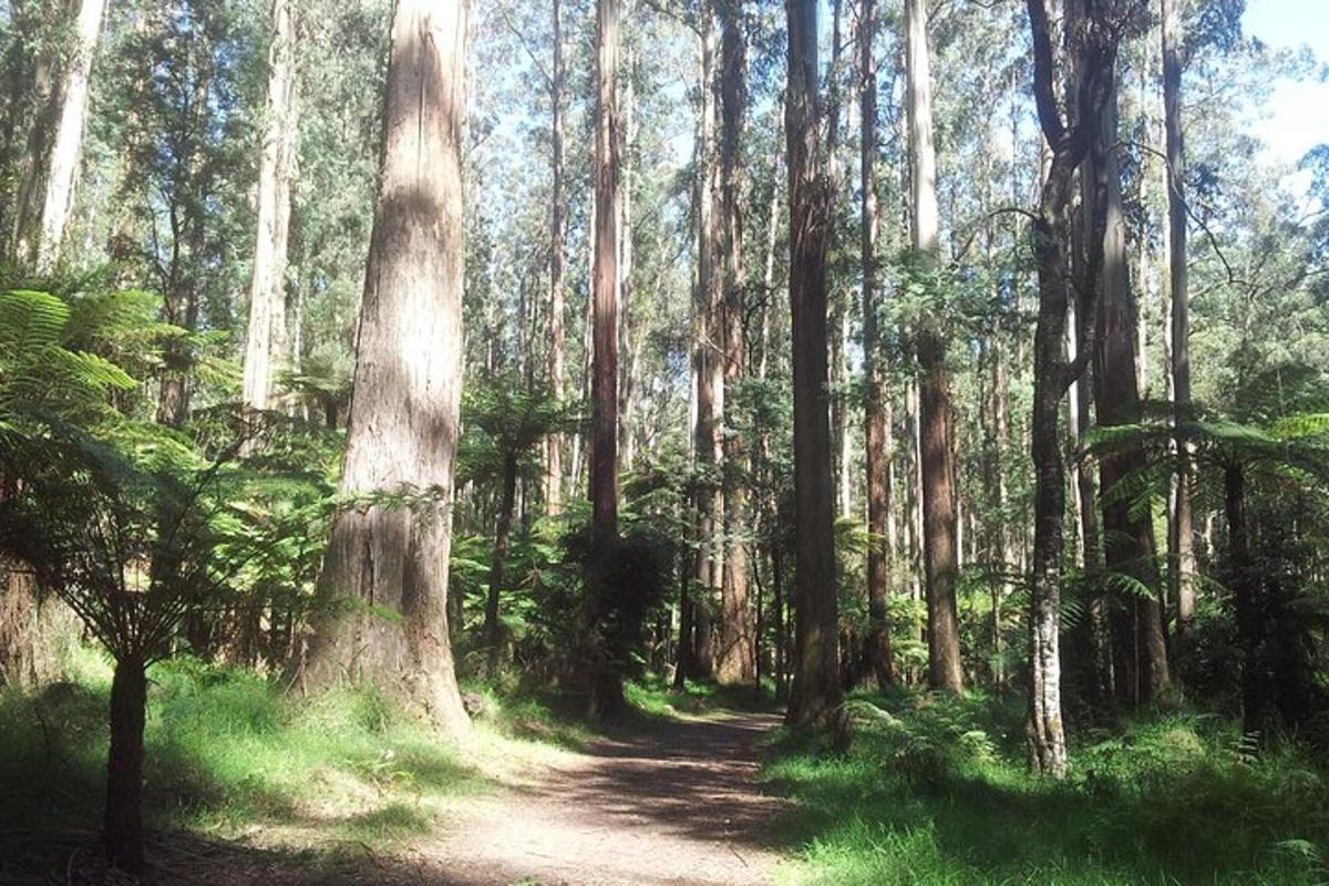 hutan dengan pokok tinggi dan jalan tanah