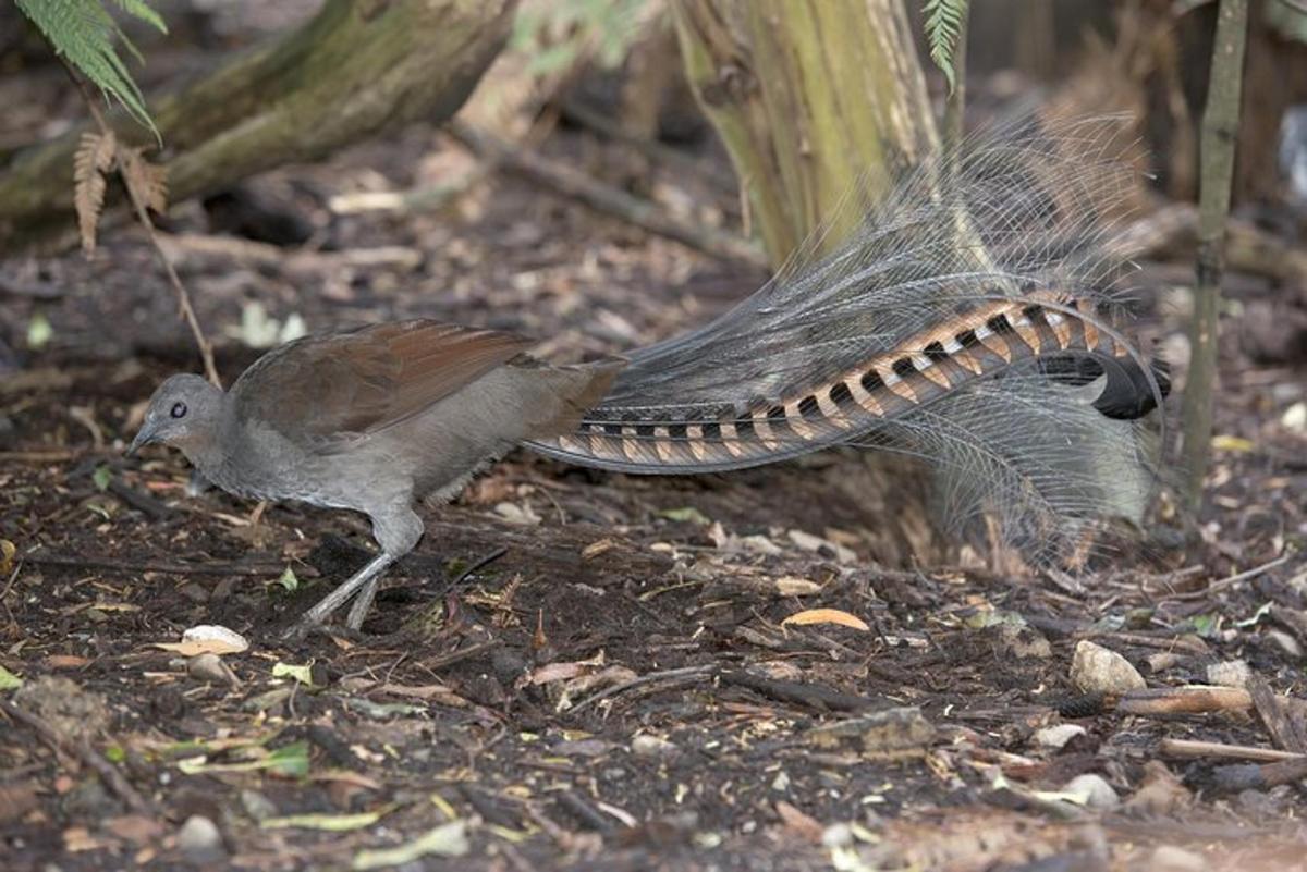 seekor burung berdiri di atas tanah dengan sayapnya terbentang