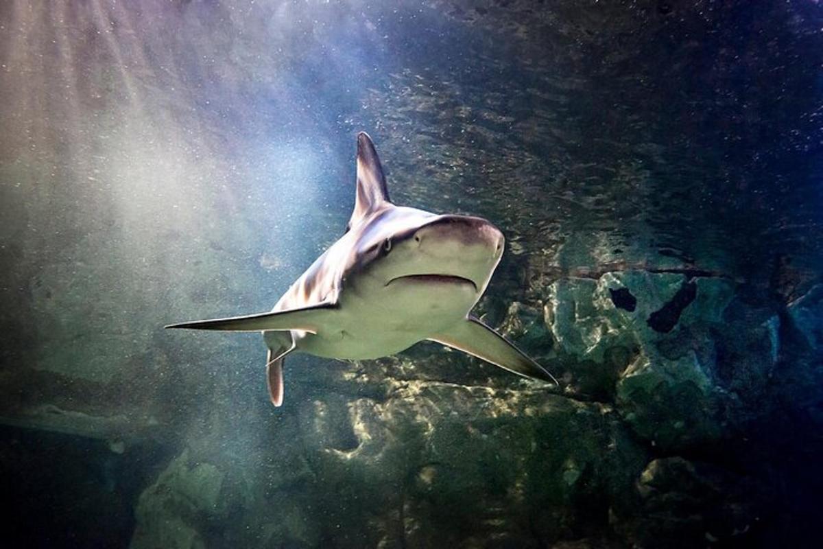a tiger shark swimming in the water