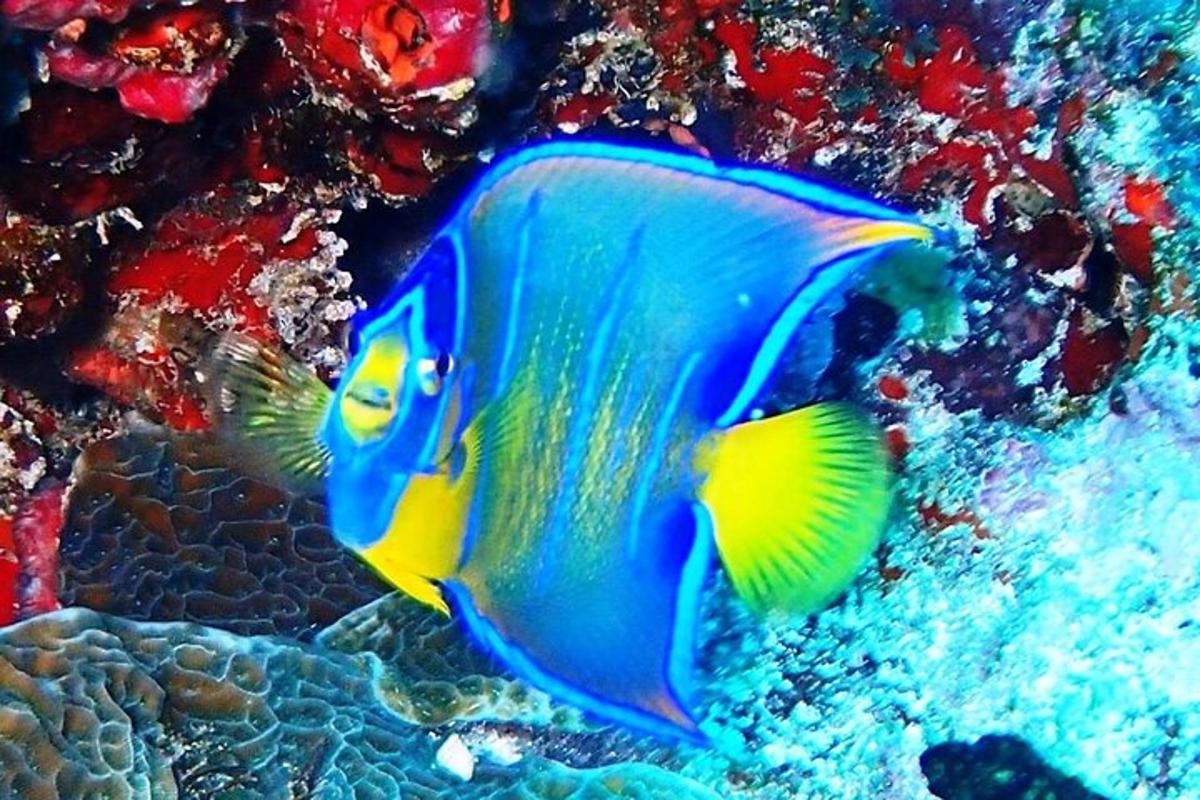 a blue and yellow fish on a coral reef