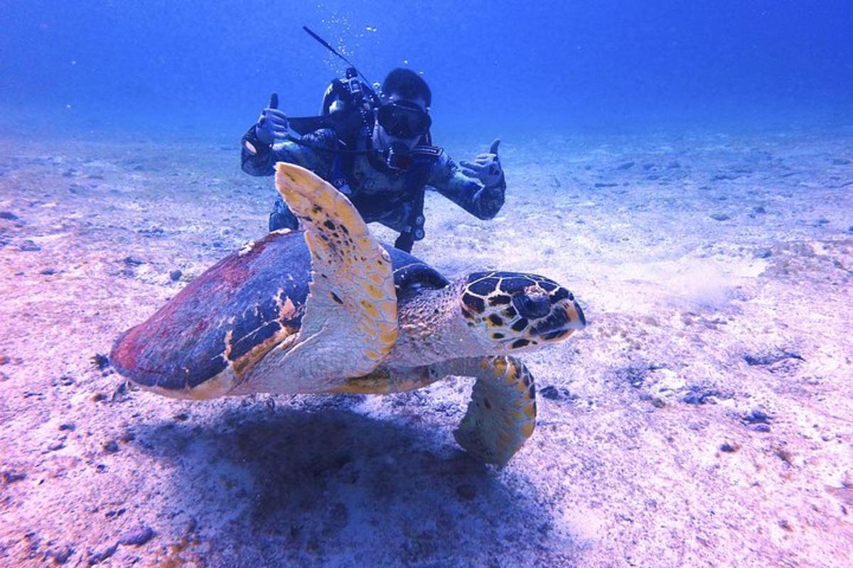 a person taking a picture of a turtle in the ocean
