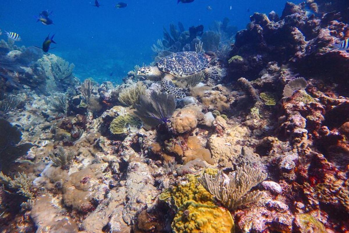 a coral reef with fish in the ocean
