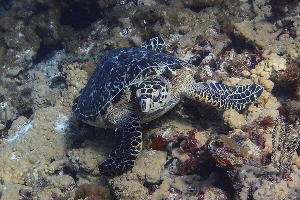 a turtle is laying on the rocks