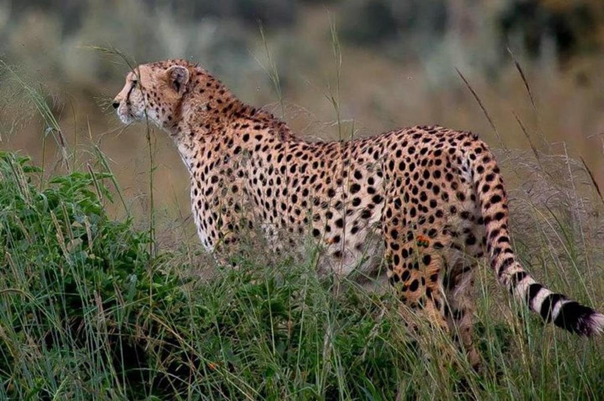gepard, ki hodi po polju visoke trave