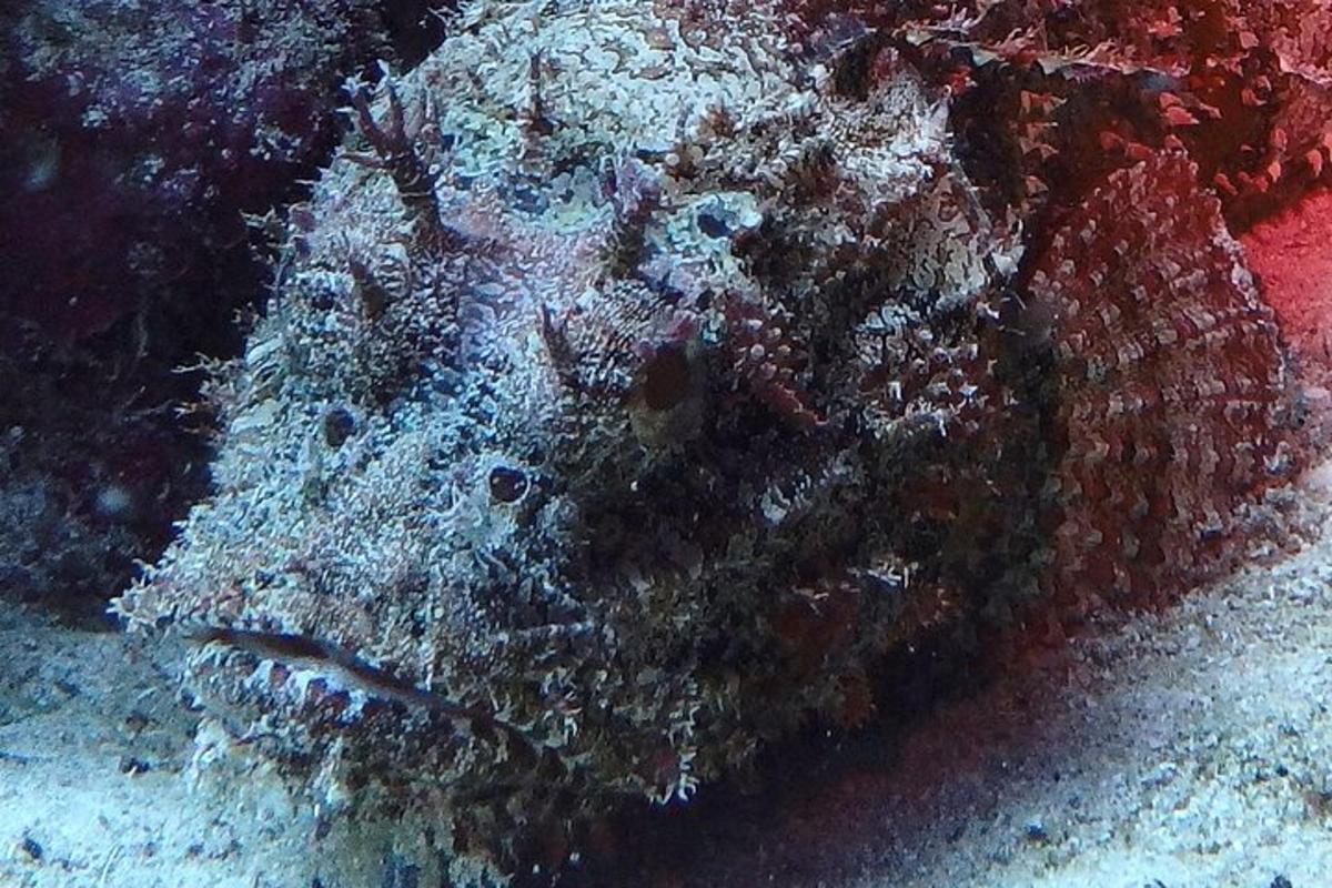 a close up of a coral reef