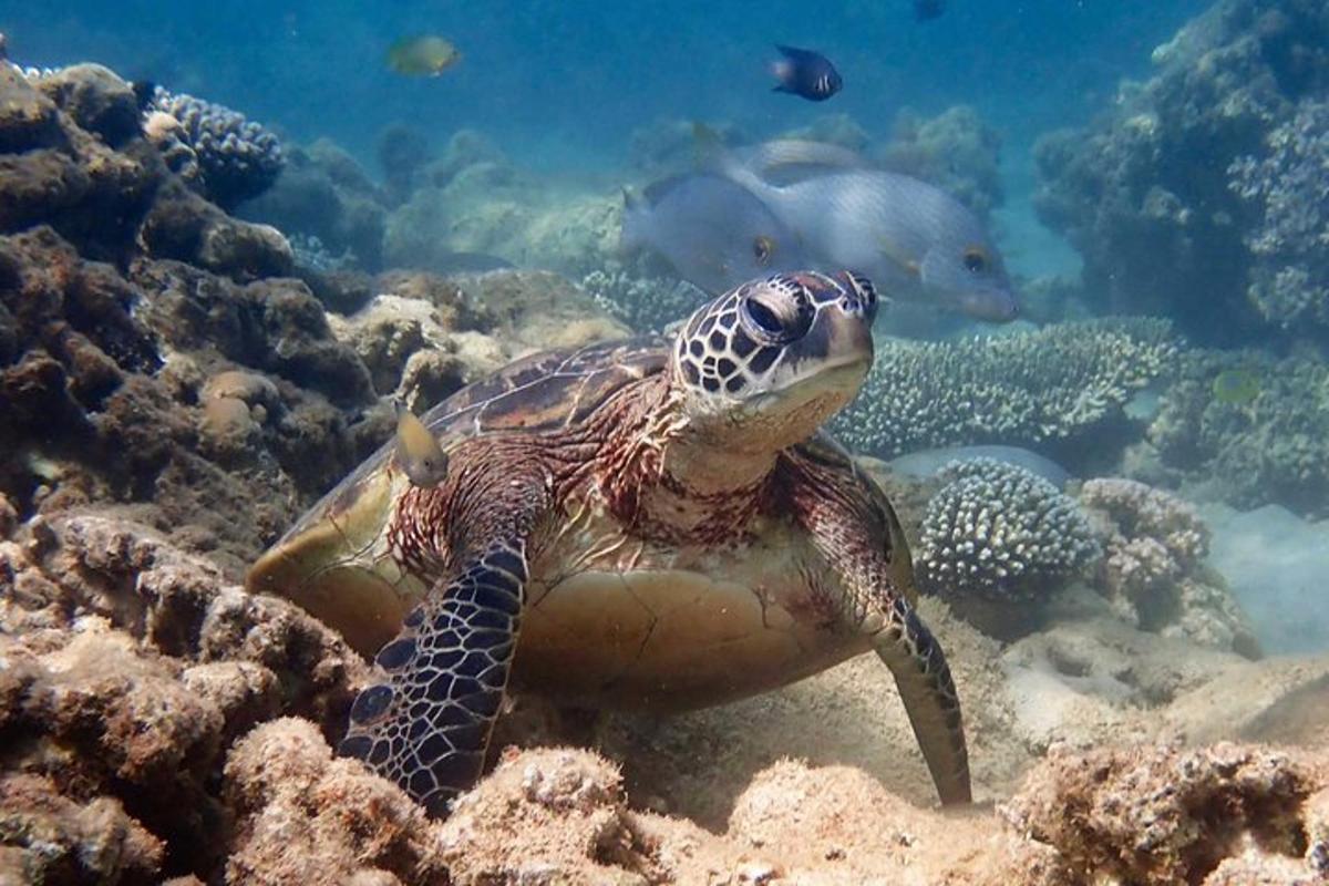 een schildpad die in de oceaan zwemt met vissen op de achtergrond