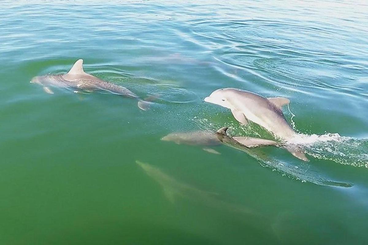 egy csoport delfin úszik a vízben