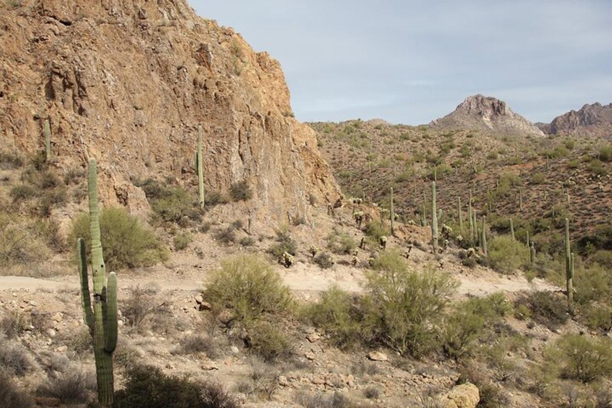 a desert with a cactus and a mountain