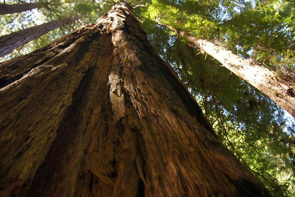 a close up of the top of a tree