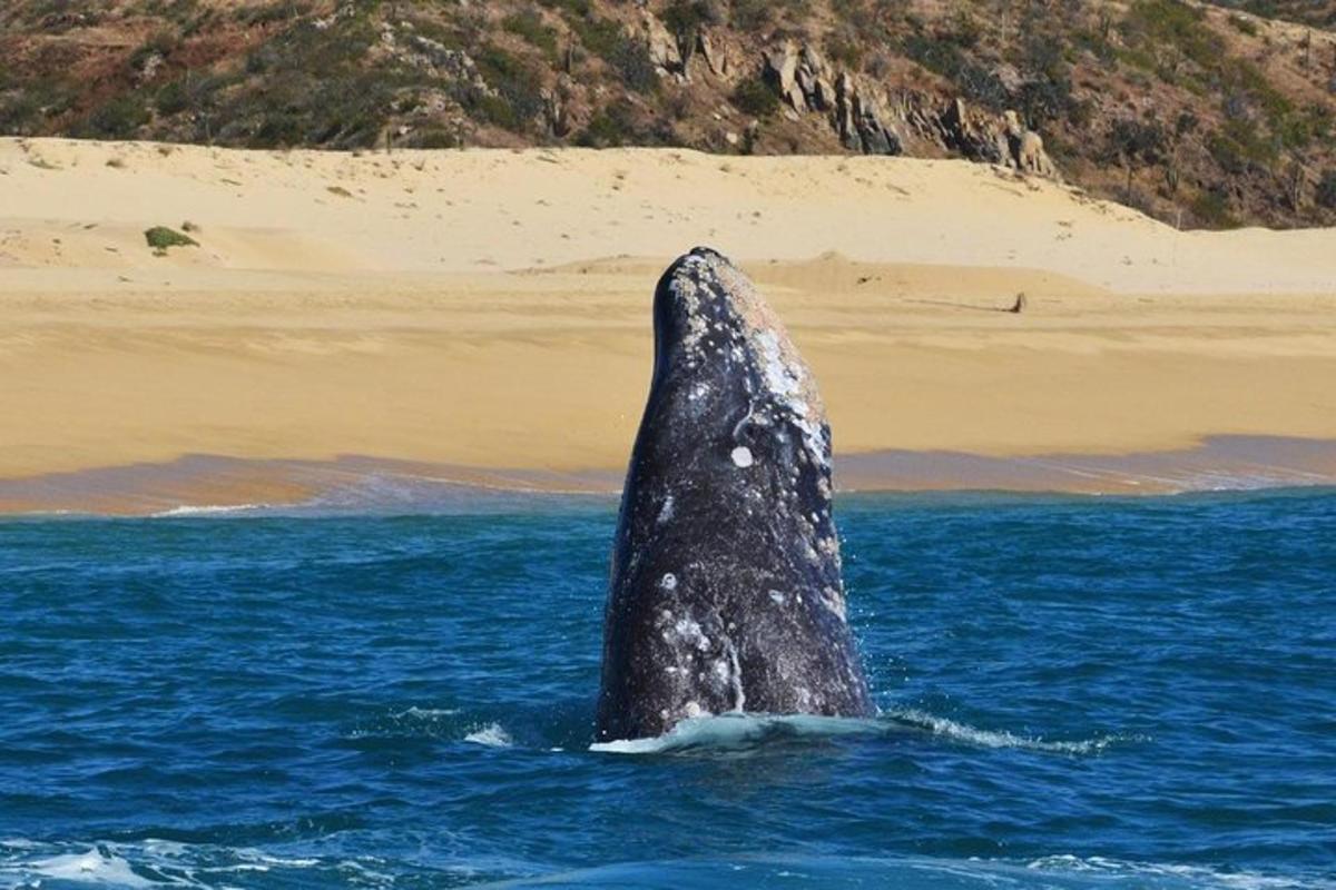 a whale sticking its head out of the water