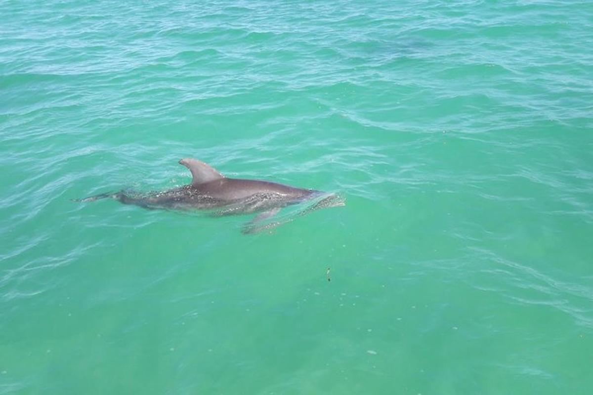 un delfino che nuota in uno specchio d'acqua