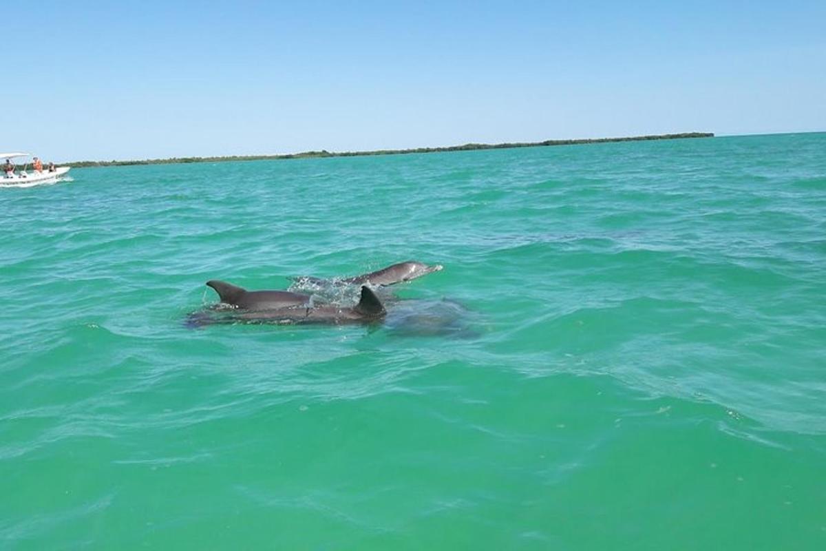 una coppia di delfini che nuotano nell'acqua