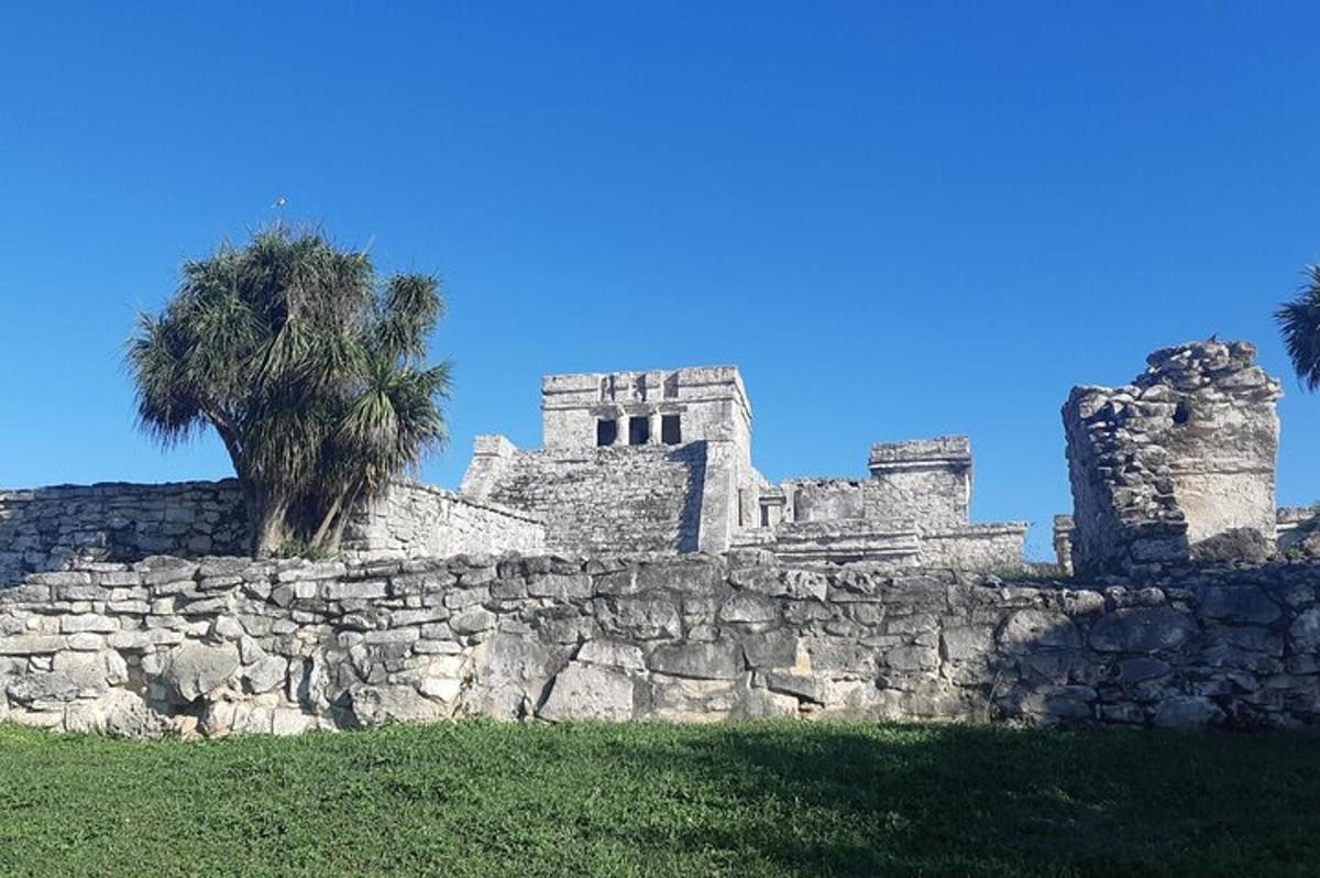 un mur de pedra amb una palmera al darrere
