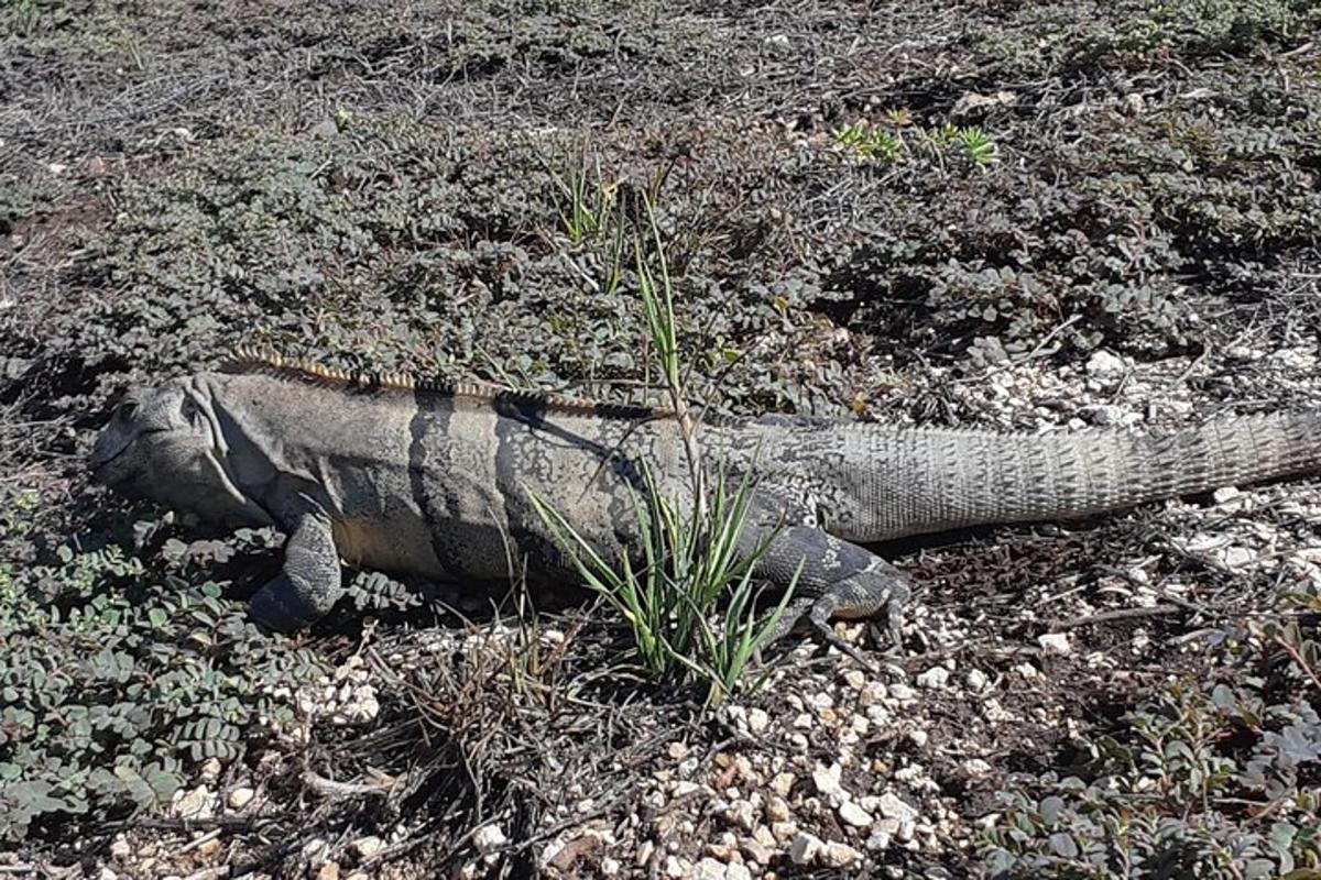un llangardaix estirat a terra a l'herba