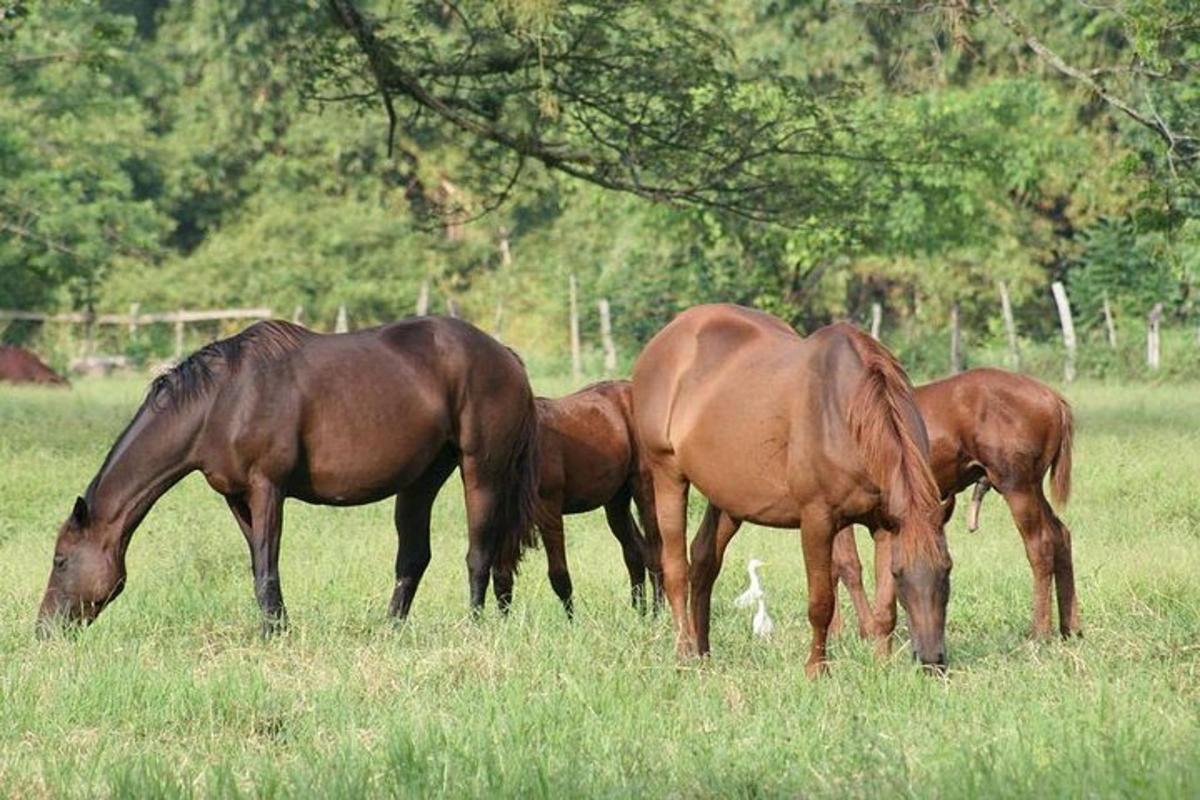 tre cavalli al pascolo in un campo d'erba