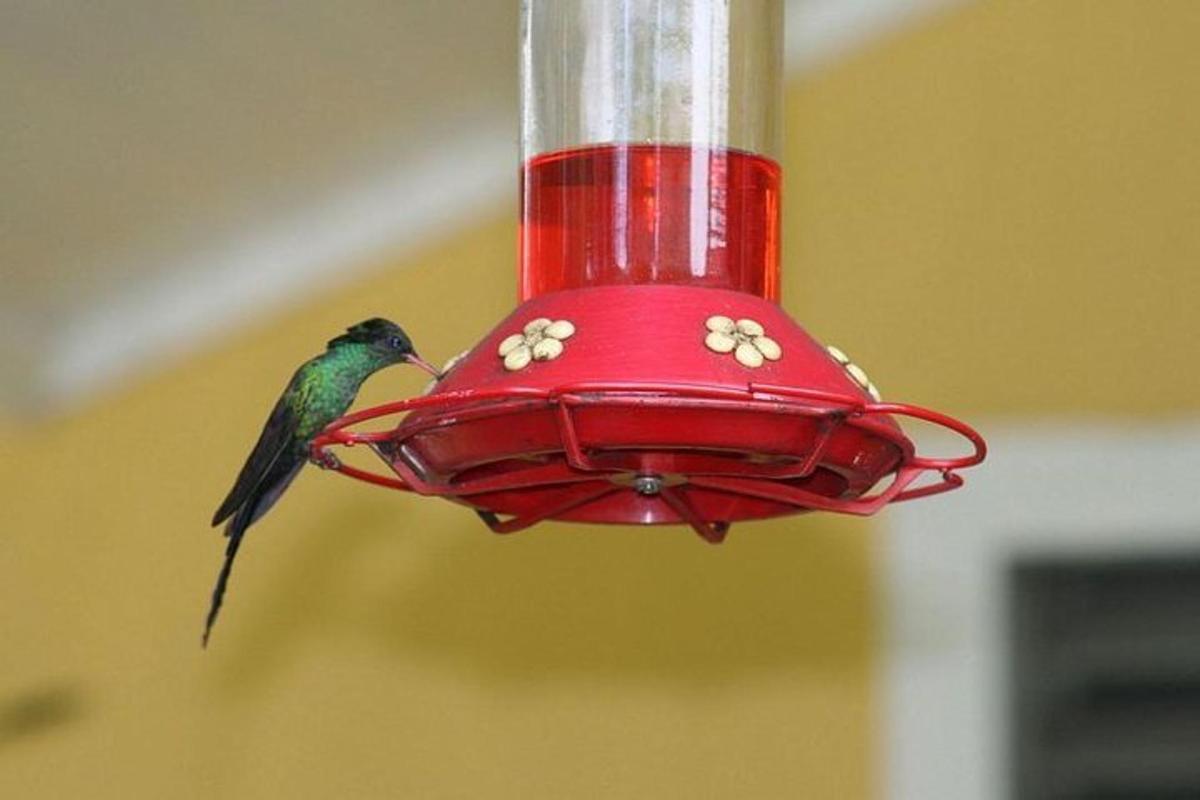 um pássaro está comendo de um alimentador de pássaros vermelho
