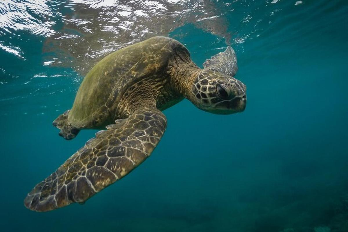 Lankytinos vietos ar pramogos nuotrauka numeris 1