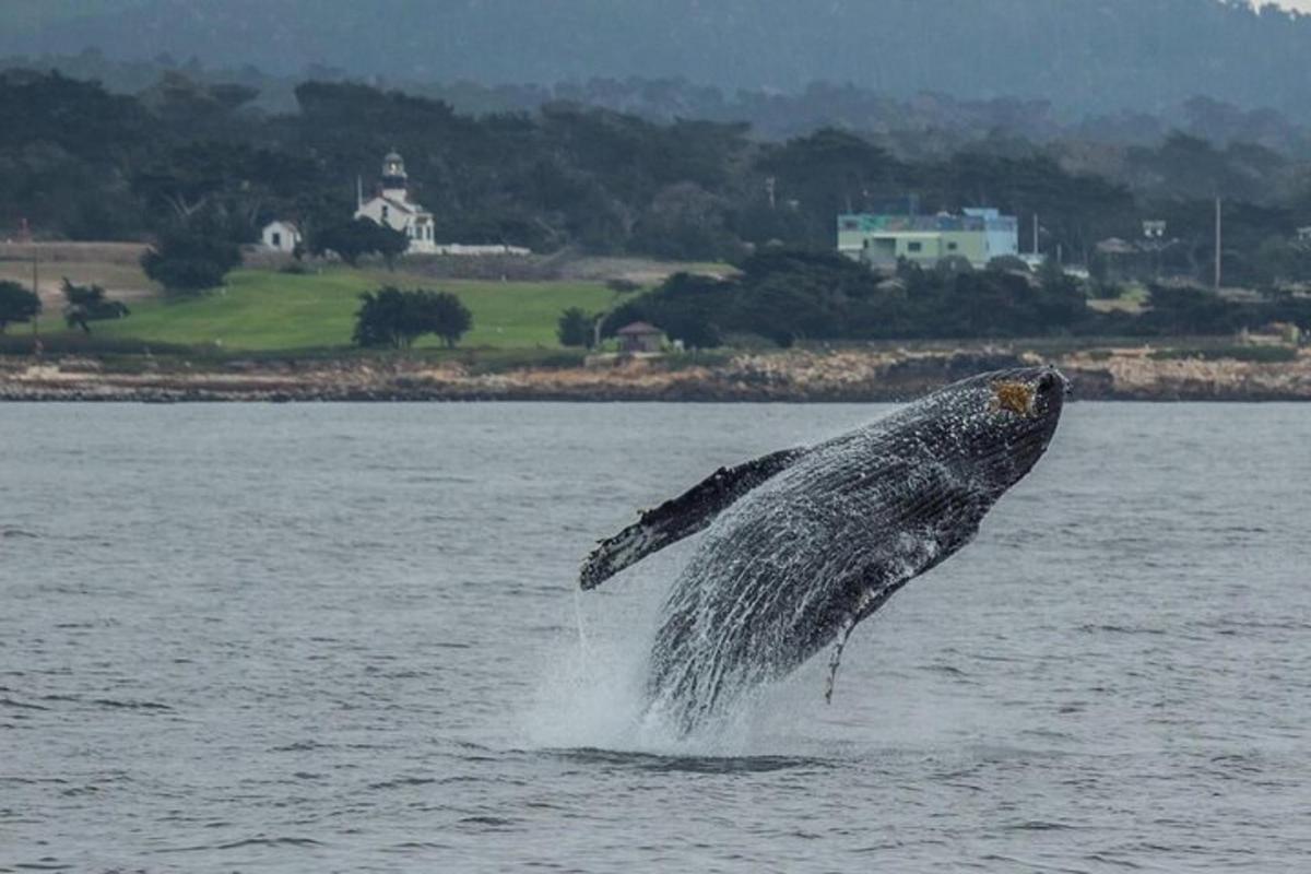 Fotografia da atração 4