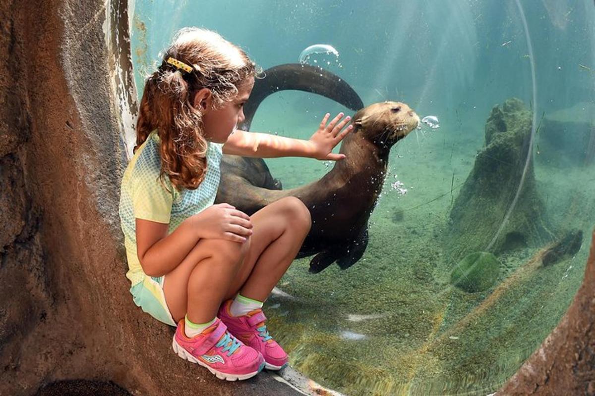 seorang gadis kecil bermain dengan anjing laut di dalam air