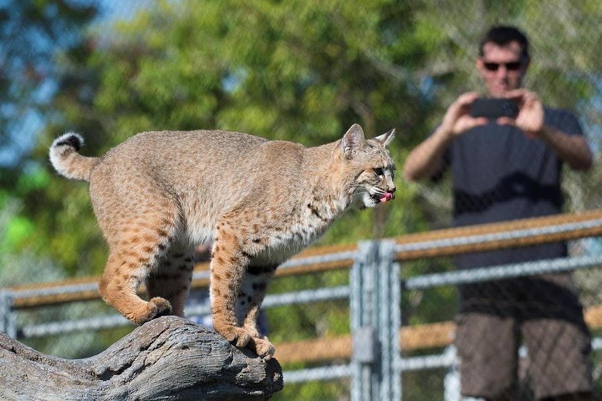 seorang lelaki mengambil gambar seekor lynx berdiri di atas kayu balak