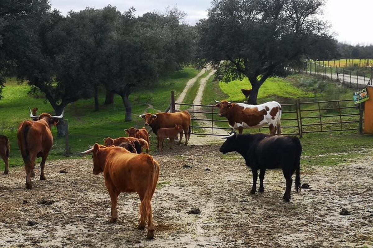ένα κοπάδι αγελάδων που στέκονται δίπλα σε έναν φράχτη