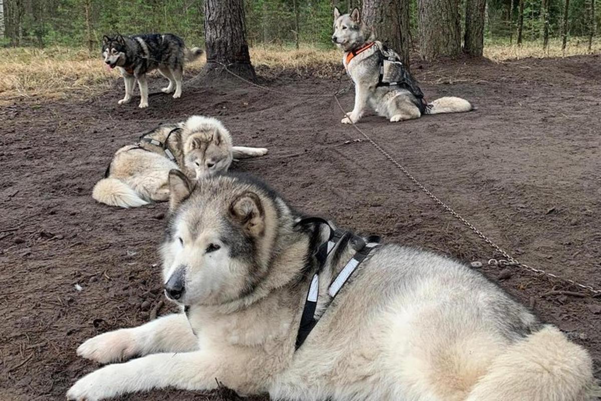 Un grupo de perros tumbados en el suelo