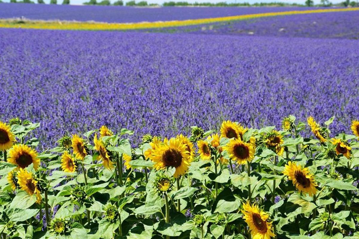 a field of sunflowers in front of a purple field