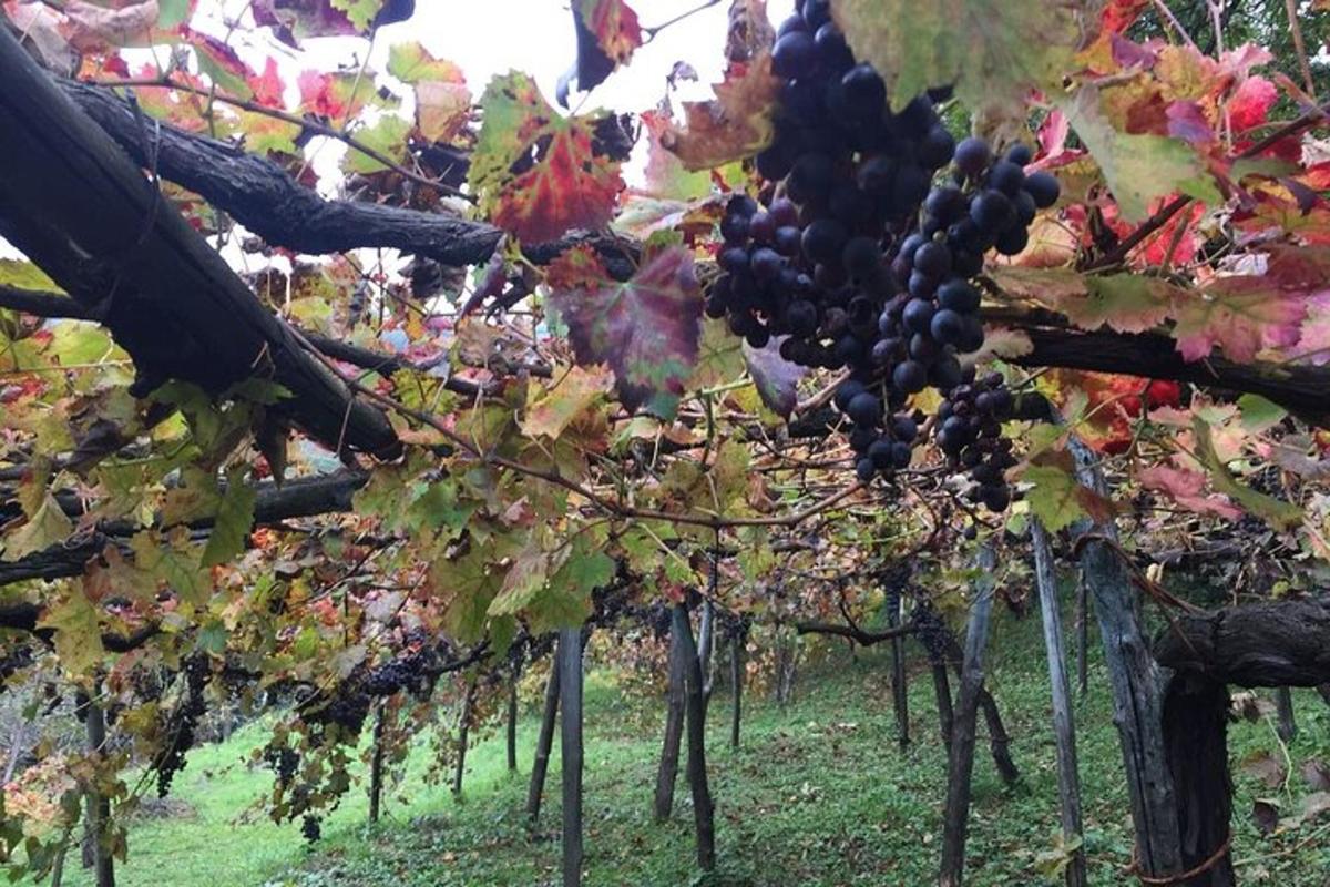 um cacho de uvas vermelhas em um vinhedo