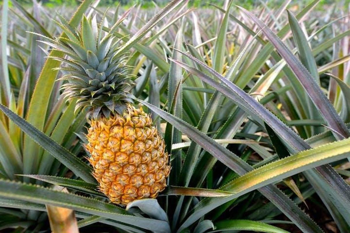 ananas roste na ananasovém stromě