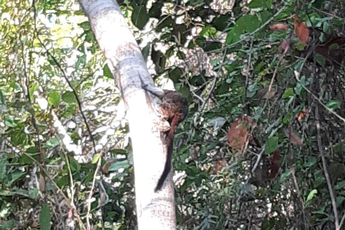un uccello appollaiato sul lato di un albero