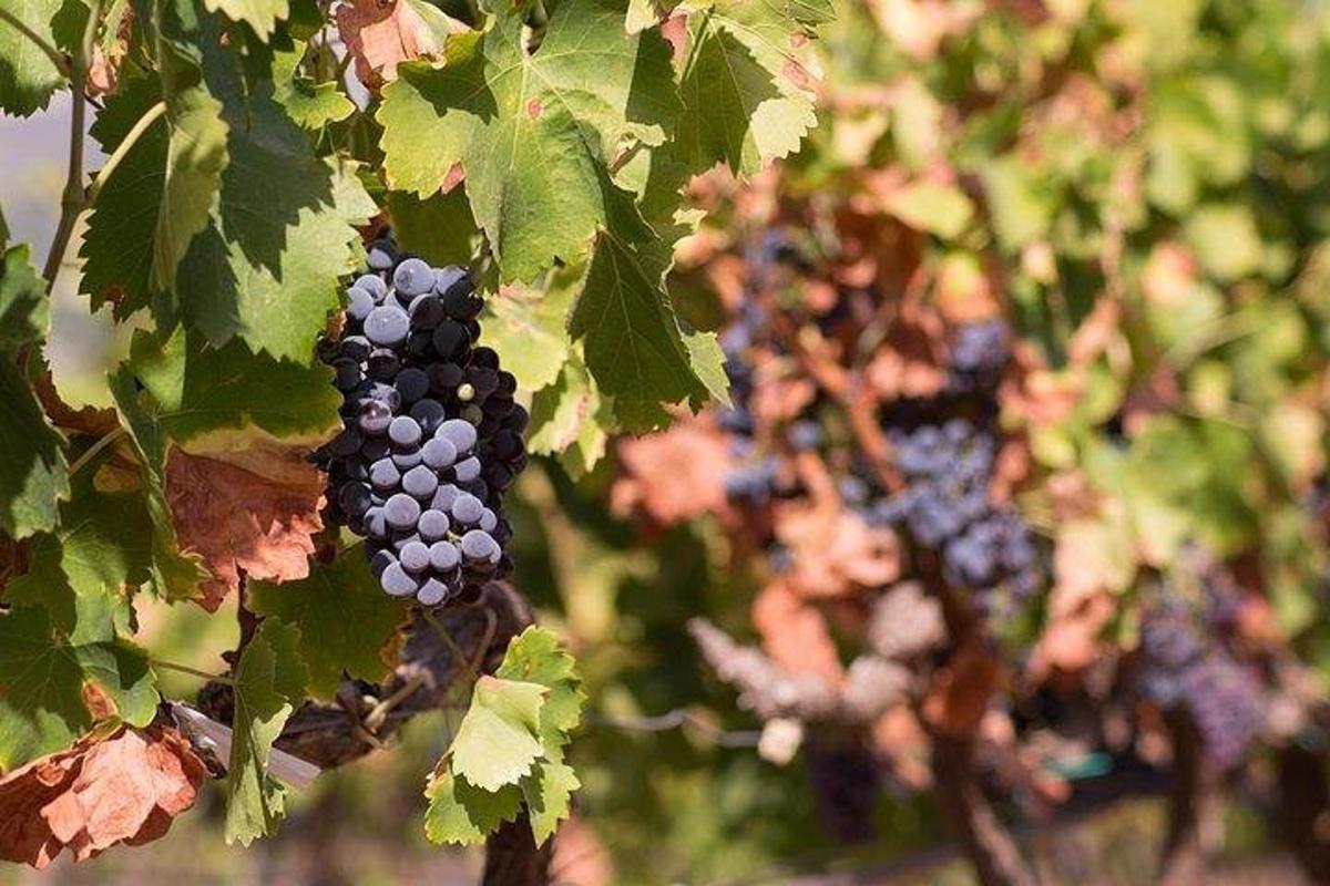 a bunch of purple grapes hanging from a tree
