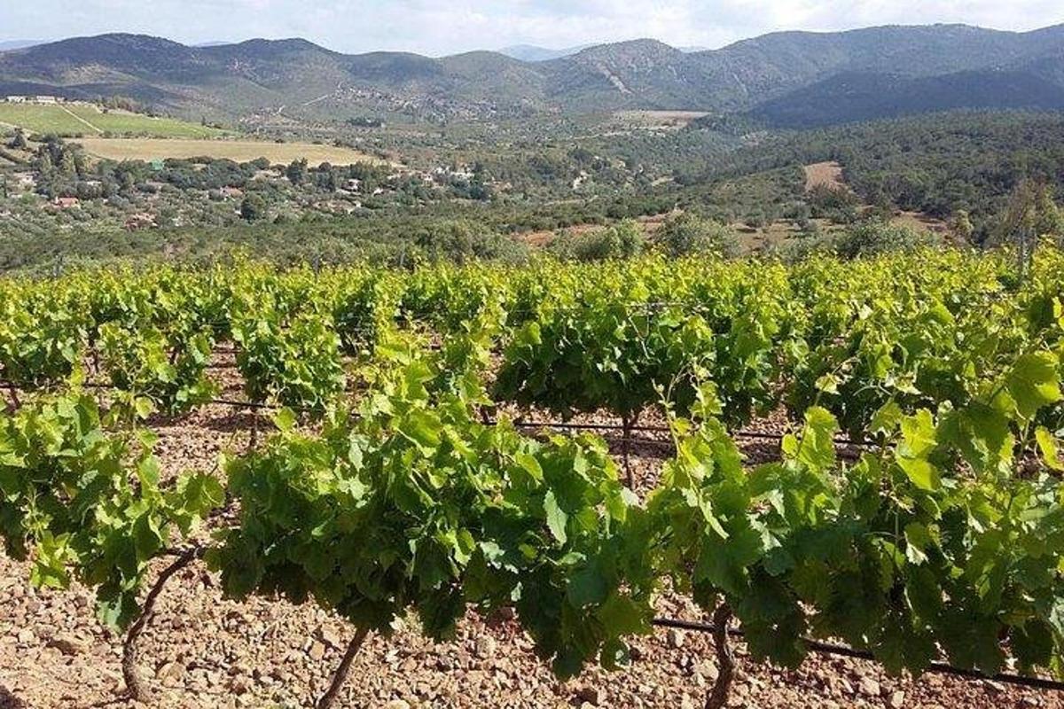 a field of green vines with mountains in the background