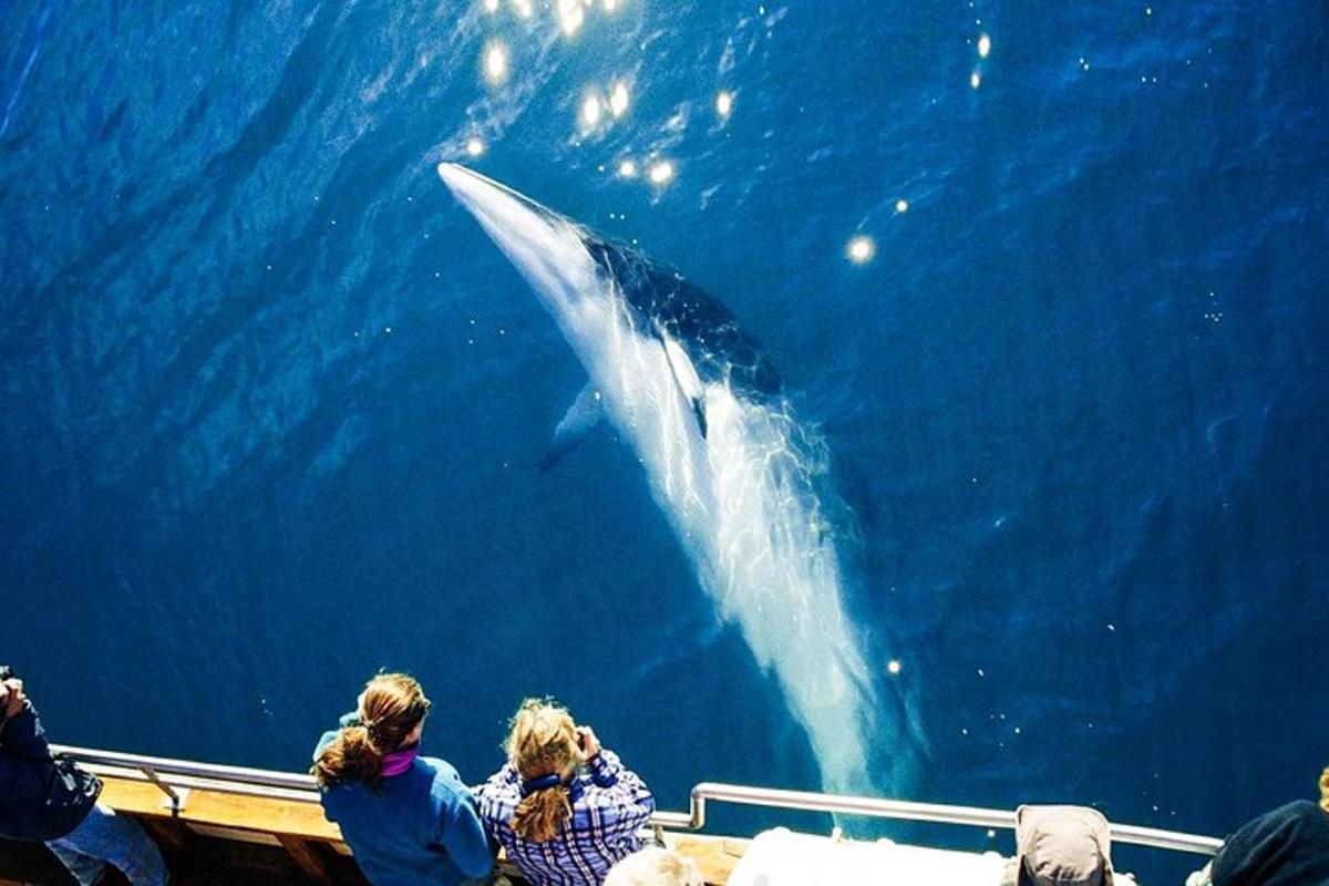 un grup de persones observant una balena a l'oceà