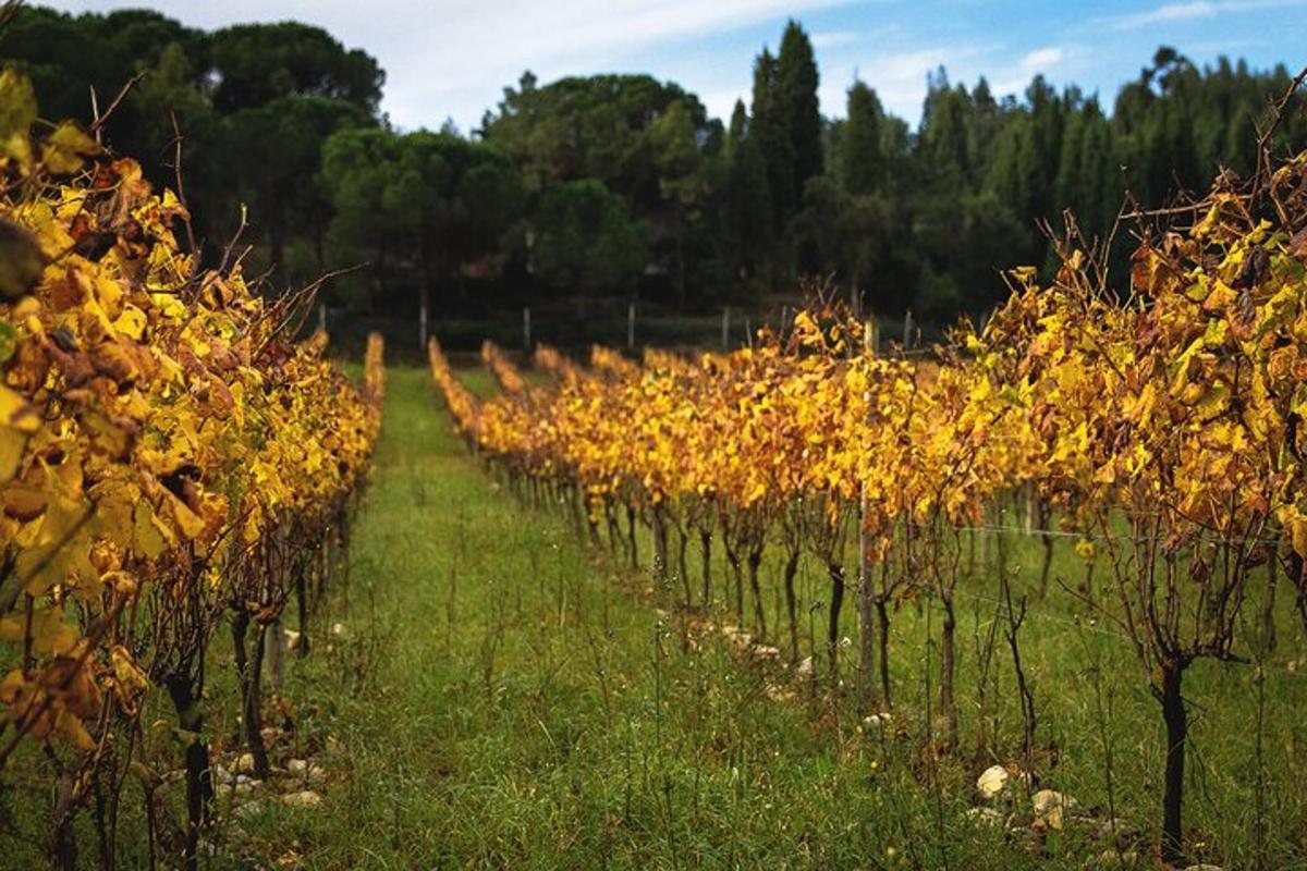 una fila di viti in un campo con foglie autunnali
