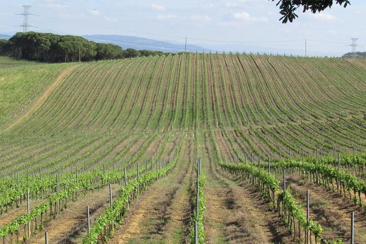 un vigneto con filari di piante verdi su un campo