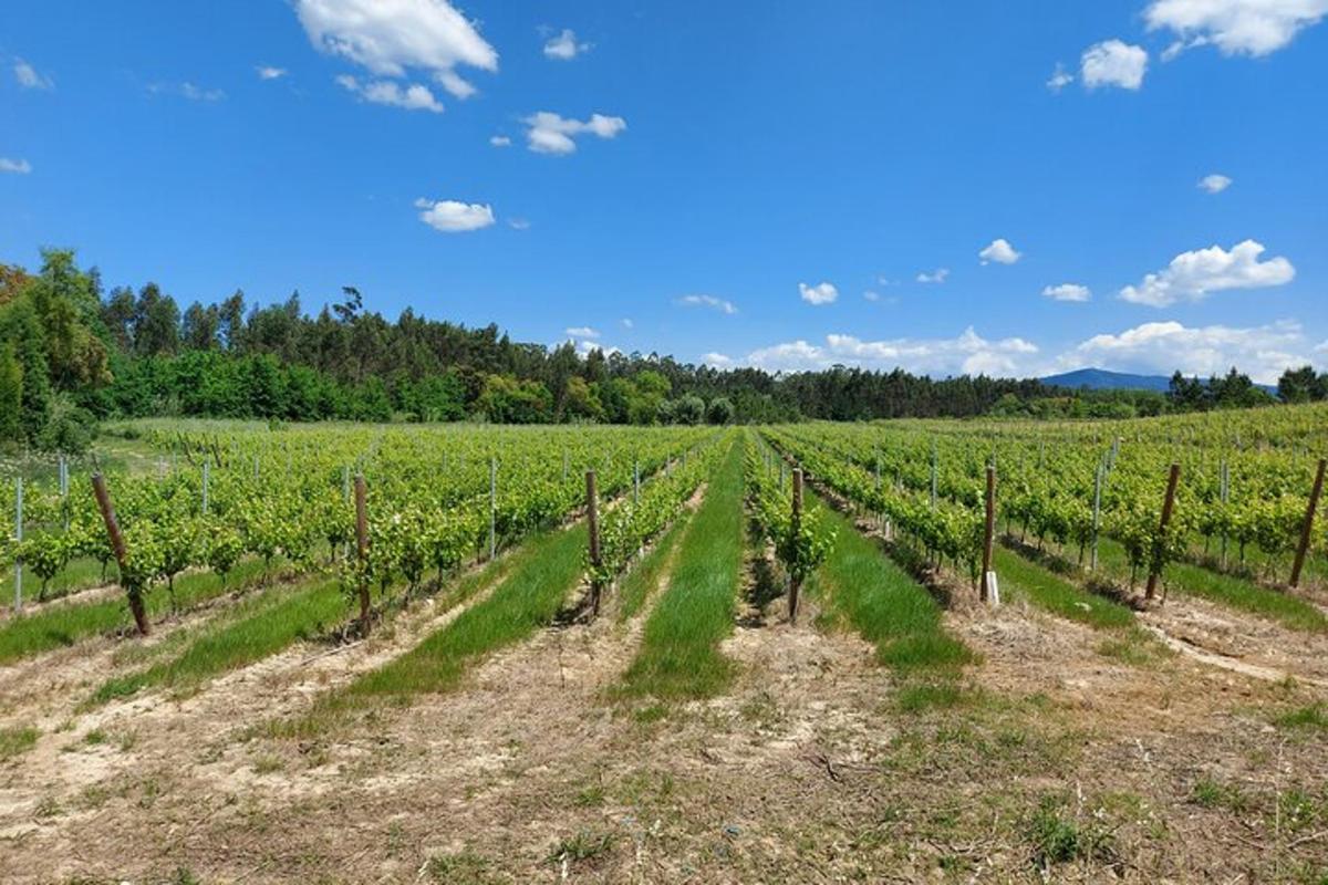 un vigneto con filari di viti su un campo
