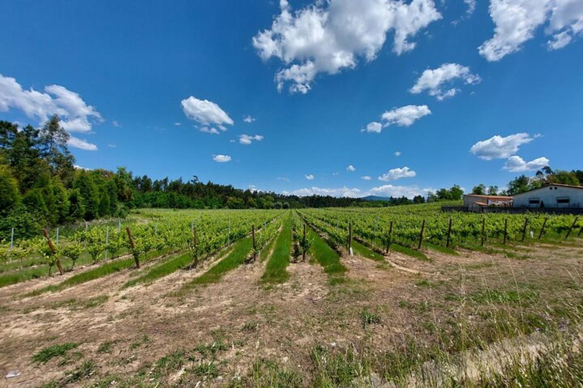 un campo di viti con cielo azzurro e nuvole