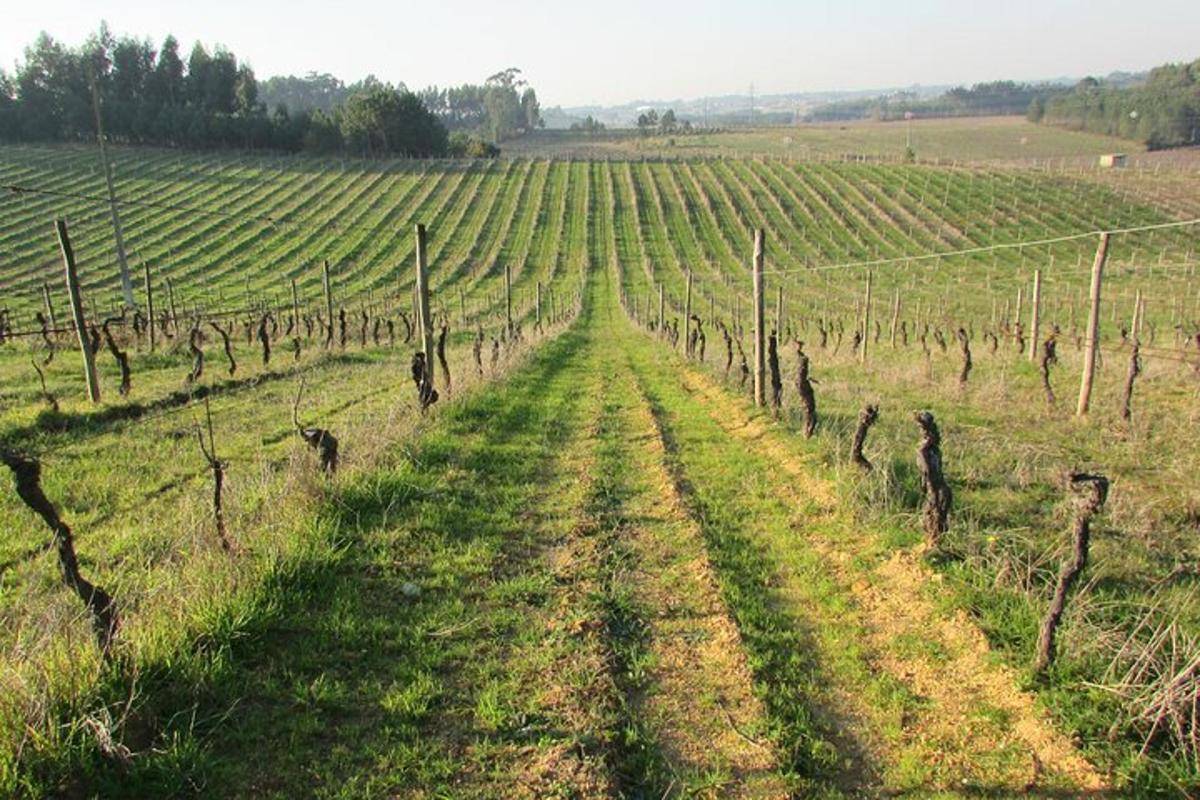 un vigneto con una strada sterrata in un campo
