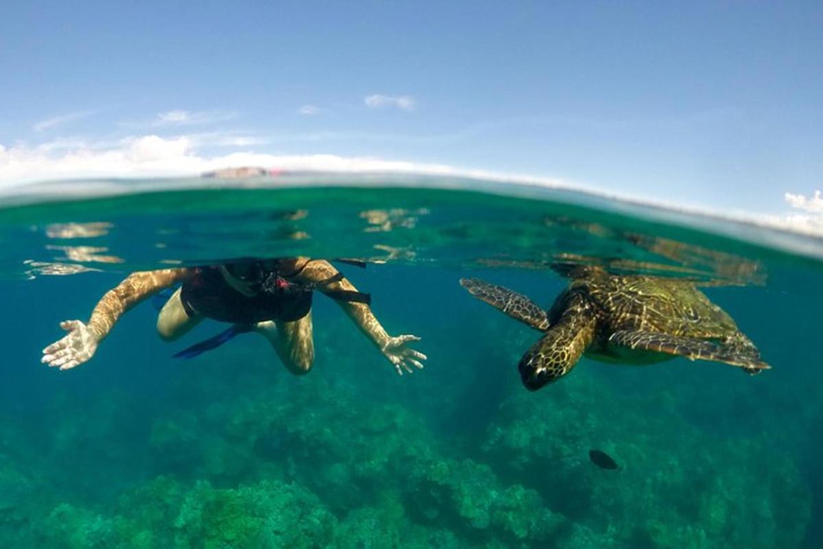 un parell de tortugues nedant a l'aigua