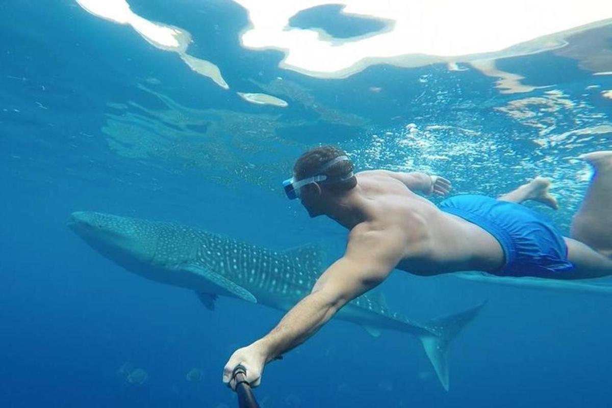 Un hombre nadando en el agua con un tiburón ballena