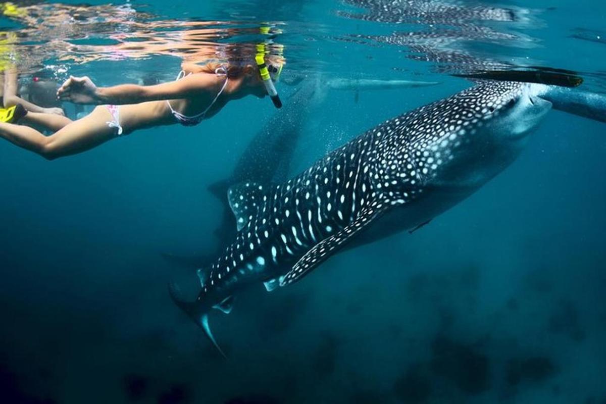 Una mujer nadando con un tiburón ballena en el agua.