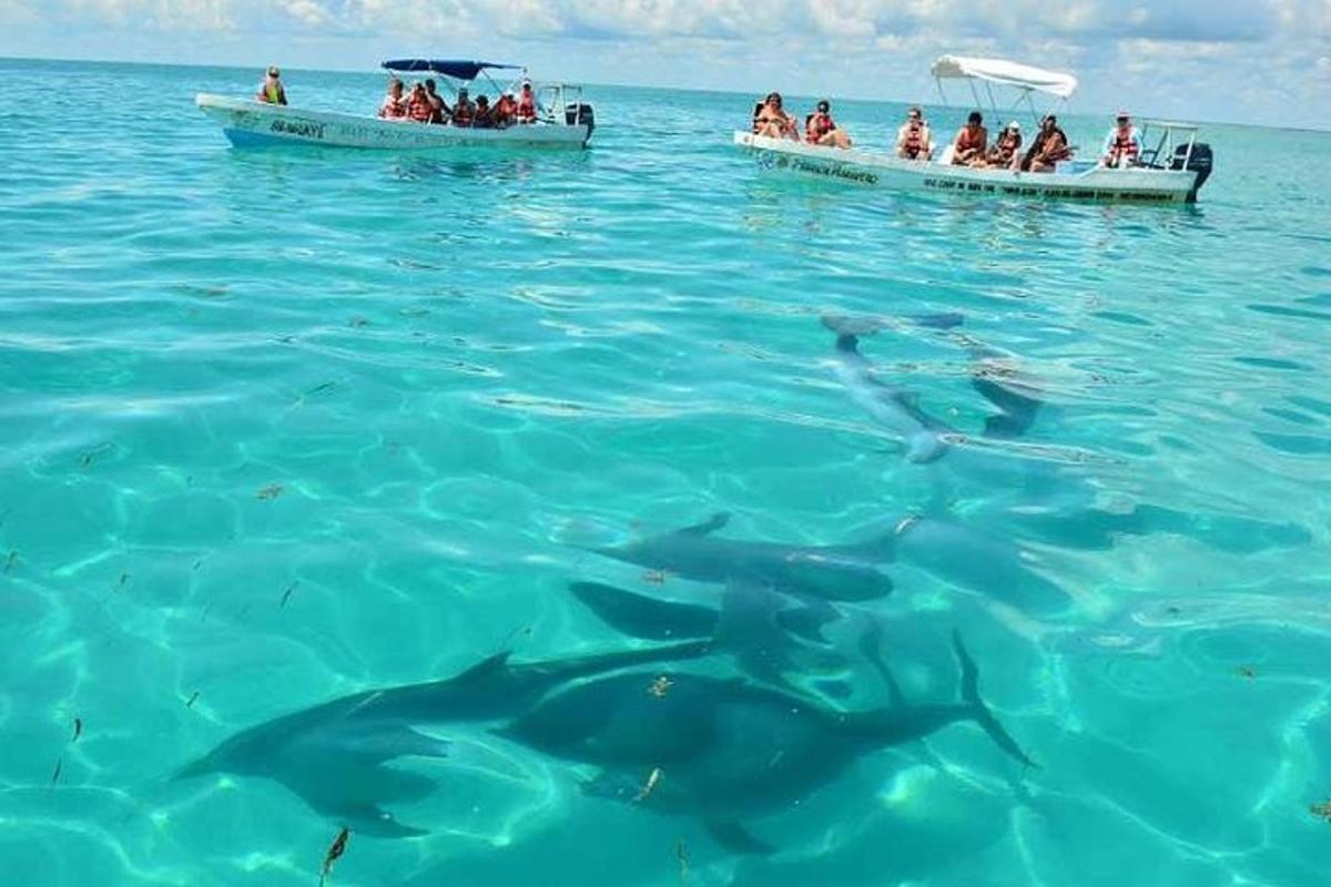 Un grupo de personas en barcos en el agua con tiburones.