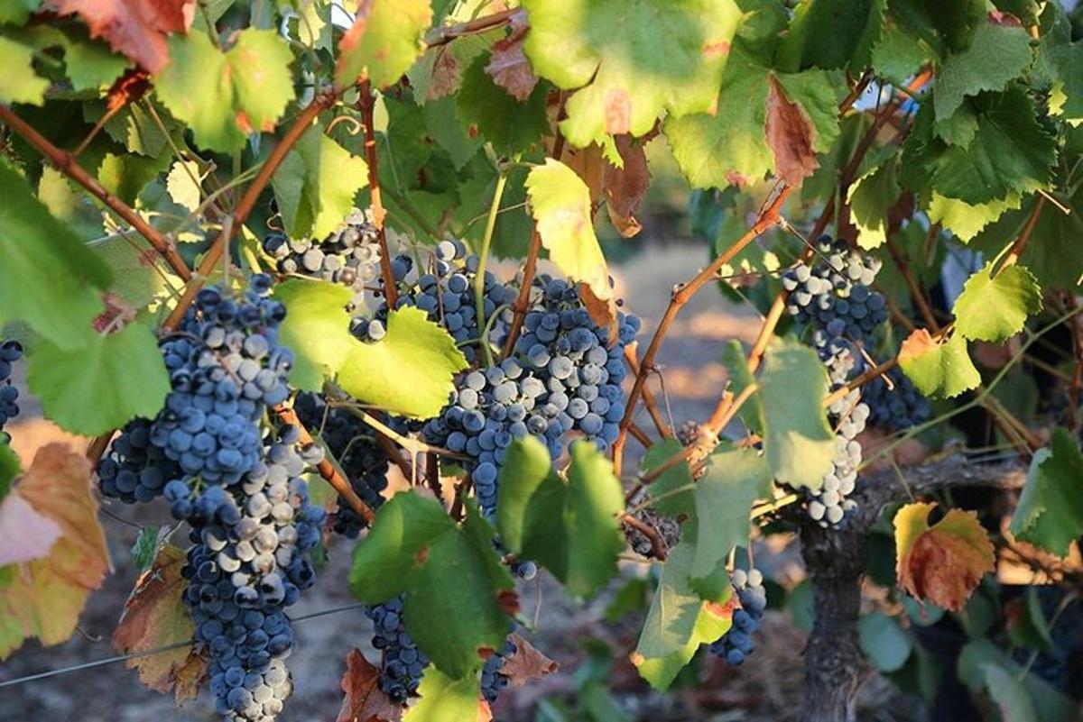 une grappe de raisin suspendue à un arbre