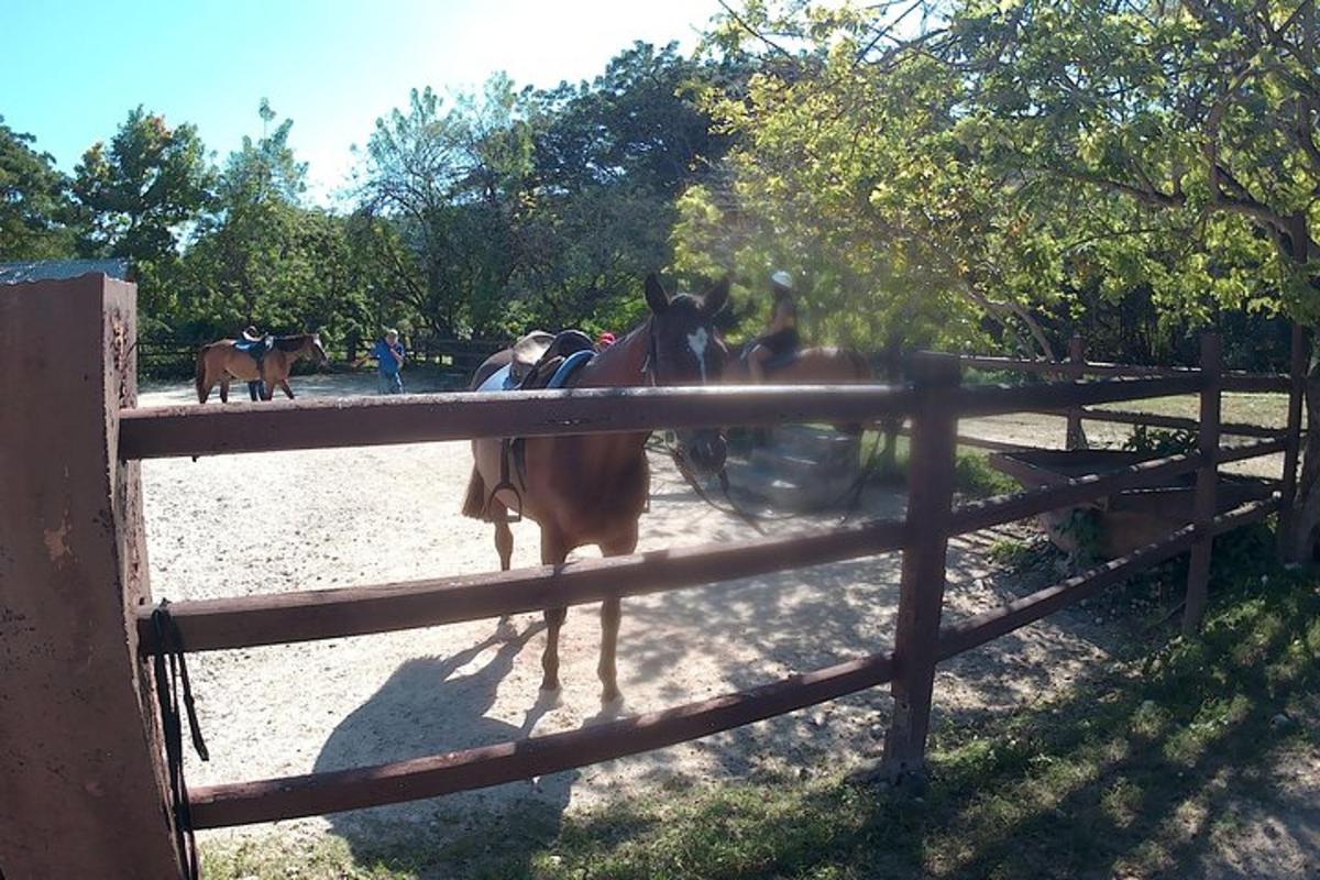 um cavalo parado ao lado de uma cerca de madeira