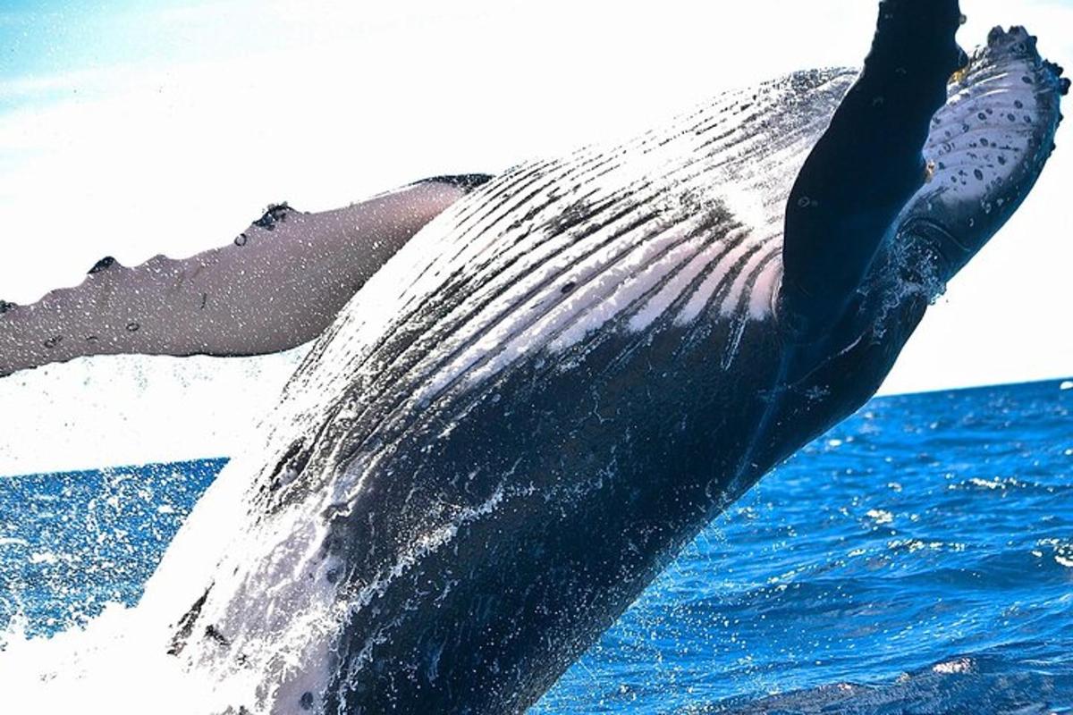 a blue whale in the water with its arm in the air
