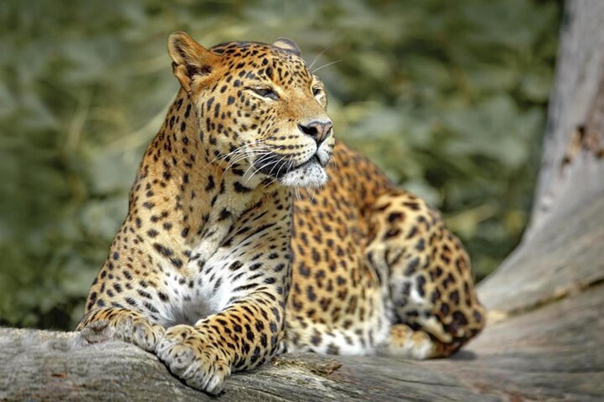 leopard sedící na větvi stromu